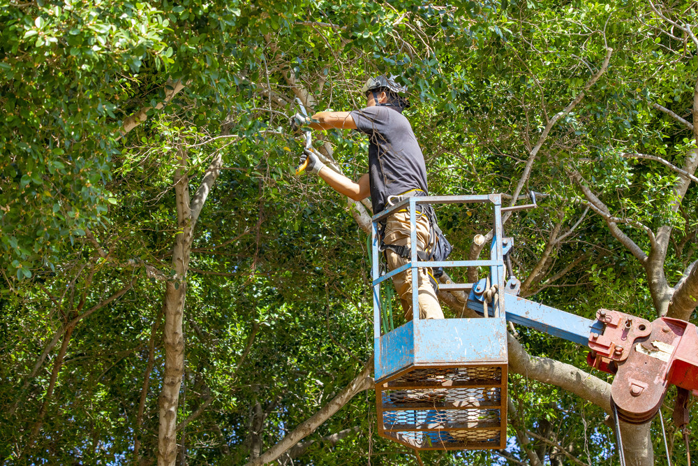 03-吊車修剪 _1_.jpg