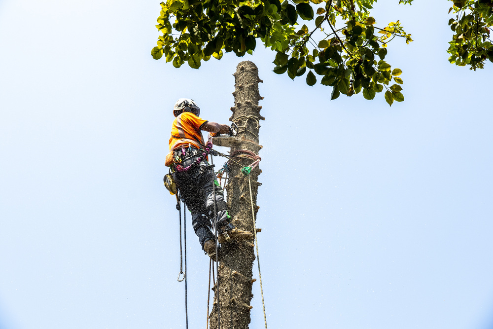 01-攀樹修剪 _2_.jpg